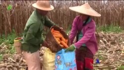 ပြည်ပပို့ကုန်ဝင်ငွေမူဝါဒ အပြောင်းအလဲရှိ “လယ်ယာစီးပွားသတင်းများ” ပြည်ပပို့ကုန်ဝင်ငွေမူဝါဒ အပြောင်းအလဲရှိ “လယ်ယာစီးပွားသတင်းများ”
