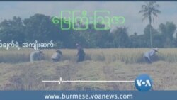 စပါးတမျိုးတည်း စိုက်ပျိုးခွင့်ပြုတဲ့ ကန့်သတ်ချက်ရဲ့ အကျိုးဆက် စပါးတမျိုးတည်း စိုက်ပျိုးခွင့်ပြုတဲ့ ကန့်သတ်ချက်ရဲ့ အကျိုးဆက်