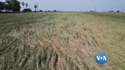 ရာသီဥတုဒဏ်ခံနိုင်တဲ့  စိုက်ပျိုးရေး နည်းစနစ် ရာသီဥတုဒဏ်ခံနိုင်တဲ့  စိုက်ပျိုးရေး နည်းစနစ်