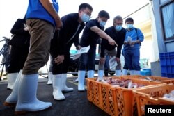 国际原子能机构一个由来自中国、韩国、和加拿大科学家组成的团队在日本福岛县南部的磐城市久之滨港检验打捞上来的海产品样品。(2023年10月19日)