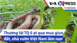 Thương lái Trung Quốc ồ ạt qua mua giun đất, nhà vườn Việt Nam lâm nạn | Truyền hình VOA 11/8/23 Thương lái Trung Quốc ồ ạt qua mua giun đất, nhà vườn Việt Nam lâm nạn | Truyền hình VOA 11/8/23
