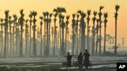 ကျောက်ဆည်မြို့နယ်ထဲက ထန်းတောတချို့ကိုတွေ့ရစဉ် (အောက်တိုဘာ ၂၅၊ ၂၀၁၅)