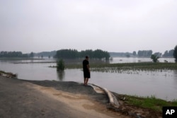 中国河北廊坊一位村民看着被洪水淹没的庄稼。(2023年8月2日)