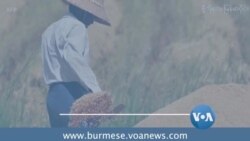 နိုင်ငံတကာ ဈေးကွက်နဲ့ မြန်မာ့ဆန် အရည်အသွေး နိုင်ငံတကာ ဈေးကွက်နဲ့ မြန်မာ့ဆန် အရည်အသွေး