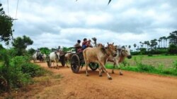 စစ်ကိုင်း ပုလဲနယ် စစ်ကောင်စီနယ်မြေရှင်းလင်း ဒေသခံသောင်းဂဏန်း ထွက်ပြေး
 စစ်ကိုင်း ပုလဲနယ် စစ်ကောင်စီနယ်မြေရှင်းလင်း ဒေသခံသောင်းဂဏန်း ထွက်ပြေး