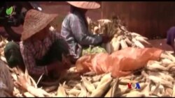 လယ်ယာစိုက်ပျိုးရေး လုပ်သား ရှားပါးမှု “လယ်ယာစီးပွား သတင်းများ” လယ်ယာစိုက်ပျိုးရေး လုပ်သား ရှားပါးမှု “လယ်ယာစီးပွား သတင်းများ”