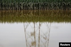 资料照:河北涿州被洪水淹没的庄稼地。(2023年8月3日)