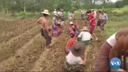 မြက်မြစ်မွှေး ဗက်တီဗာရဲ့ အသုံးဝင်ပုံ
 မြက်မြစ်မွှေး ဗက်တီဗာရဲ့ အသုံးဝင်ပုံ