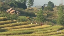 စိုက်ပျိုးရေးလုပ်ငန်းက ဓာတုဆေးဝါး အသုံးပြုမှု အန္တရာယ် စိုက်ပျိုးရေးလုပ်ငန်းက ဓာတုဆေးဝါး အသုံးပြုမှု အန္တရာယ်