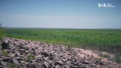 Двометрові дерева замість води. Як виглядає Каховське водосховище за рік після підриву греблі. Відео Двометрові дерева замість води. Як виглядає Каховське водосховище за рік після підриву греблі. Відео