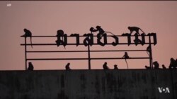 မျောက်နဲ့အတူယှဉ်တွဲနေထိုင်ရေး  မျောက်နဲ့အတူယှဉ်တွဲနေထိုင်ရေး