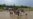 စစ်ကောင်စီနယ်မြေရှင်းလင်းရာ ယင်းမာပင်နဲ့ခင်ဦး ဒေသခံ ၈ဦး သေဆုံး