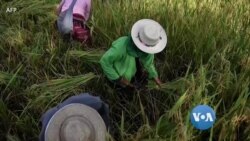 လုပ်သားရှားပါးလာတဲ့ မြန်မာ့လယ်ယာလုပ်ငန်း
 လုပ်သားရှားပါးလာတဲ့ မြန်မာ့လယ်ယာလုပ်ငန်း