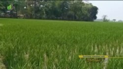 စိုက်ပျိုးရေ မရရှိလို့ နွေစပါးမစိုက်နိုင် “လယ်ယာစီးပွား သတင်းများ” စိုက်ပျိုးရေ မရရှိလို့ နွေစပါးမစိုက်နိုင် “လယ်ယာစီးပွား သတင်းများ”
