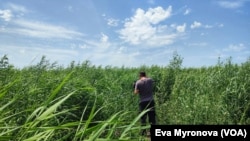 Hа Каховському водосховищі виріс вербовий ліс