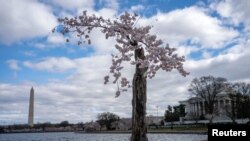 Cây hoa anh đào có biệt danh là Stumpy đứng sừng sững tại Tidal Basin ở Washington, ngày 19/3/2024. Stumpy và hơn 100 cây anh đào khác sẽ bị chặt hạ trong khuôn khổ quá trình trùng tu Tidal Basin kéo dài nhiều năm.