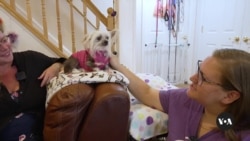 Maryland Residents Run Nonprofit to Save Senior Dogs Maryland Residents Run Nonprofit to Save Senior Dogs