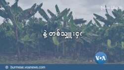 မြန်မာနဲ့ တစ်သျှူးငှက်ပျော   မြန်မာနဲ့ တစ်သျှူးငှက်ပျော