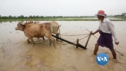 မြန်မာနိုင်ငံ တောင်သူလယ်သမားနေ့ သမိုင်းကြောင်း မြန်မာနိုင်ငံ တောင်သူလယ်သမားနေ့ သမိုင်းကြောင်း