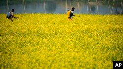Farmers spray pesticides in a mustard field on the outskirts of Guwahati, India, Dec. 22, 2022.