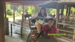 ထိုင်းနိုင်ငံက မဲ့ထန် ဆင်စခန်း
 ထိုင်းနိုင်ငံက မဲ့ထန် ဆင်စခန်း