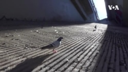 LogOn PigeonBot -- USAGM