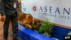 在柬埔寨金边,警犬正在搜索可能的爆炸物,这是即将到来的东盟峰会的安保措施之一。(2022年11月7日)