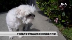 手机技术使便携式过敏原探测器成为可能 手机技术使便携式过敏原探测器成为可能