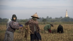 မြန်မာ့ ဆန်နဲ့ ဆန်ကွဲ ပြည်ပဈေးကွက် အရှိန်ကောင်း မြန်မာ့ ဆန်နဲ့ ဆန်ကွဲ ပြည်ပဈေးကွက် အရှိန်ကောင်း