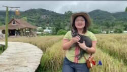 “ထိုင်းတောင်ပေါ်က ကော်ဖီဆိုင်” နော်သဇင် Vlog “ထိုင်းတောင်ပေါ်က ကော်ဖီဆိုင်” နော်သဇင် Vlog