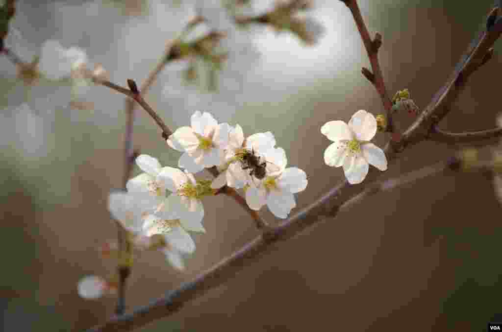 玉渊潭中盛放的樱花 (曾谙 摄于2016年3月21日)