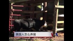 大农场还是小农场?  大农场还是小农场?