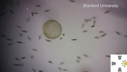 孩子们利用微生物玩“吃豆人”游戏 孩子们利用微生物玩“吃豆人”游戏