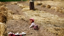 တိုက်ပွဲတွေကြောင့် ရှမ်းနဲ့ ကယားပြည်နယ်တွေမှာ စိုက်ပျိုးရေးလုပ်ငန်းတွေထိခိုက် တိုက်ပွဲတွေကြောင့် ရှမ်းနဲ့ ကယားပြည်နယ်တွေမှာ စိုက်ပျိုးရေးလုပ်ငန်းတွေထိခိုက်