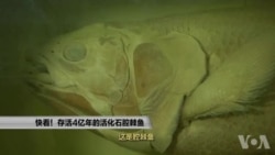 走进美国:快看!存活4亿年的活化石腔棘鱼 走进美国:快看!存活4亿年的活化石腔棘鱼