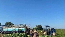 ကပ်ရောဂါအကျပ်အတည်းကြားစိုက်ပျိုးရေးပို့ကုန်ဈေးကွက်သစ်မြန်မာတွေ့ရှိ ကပ်ရောဂါအကျပ်အတည်းကြားစိုက်ပျိုးရေးပို့ကုန်ဈေးကွက်သစ်မြန်မာတွေ့ရှိ