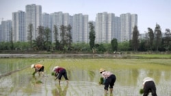 时事大家谈: 习近平的“回归”农村政策能走多远? 时事大家谈: 习近平的“回归”农村政策能走多远?