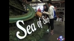 玫瑰花车游行推广品牌与事业 玫瑰花车游行推广品牌与事业