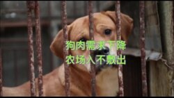 韩国狗肉农场因需求减少而关闭 获美国机构补偿 韩国狗肉农场因需求减少而关闭 获美国机构补偿