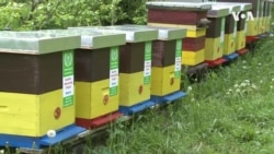 世界蜜蜂日 蜜蜂的生存引发关注 世界蜜蜂日 蜜蜂的生存引发关注