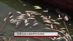 干旱与战火威胁伊拉克湿地 干旱与战火威胁伊拉克湿地