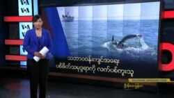 သဘာ၀၀န်းကျင်အရေး ပစိဖိတ် သမုဒ္ဒရာကို လက်ပစ်ကူးသူ သဘာ၀၀န်းကျင်အရေး ပစိဖိတ် သမုဒ္ဒရာကို လက်ပစ်ကူးသူ