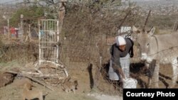 资料照片:南非首都比勒陀利亚以北的一名农村妇女在喂养她的一头驴。(美国之音卡西姆拍摄)