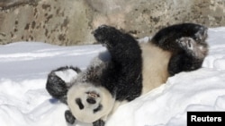 芬兰艾赫泰里动物园不堪饲养大熊猫的高昂成本,决定提早将一对大熊猫归还中国。( Lehtikuva/路透社)