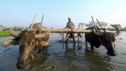 စစ်ကောင်စီ ဆန်ဈေးထိန်းချုပ်မှု လယ်သမားတွေ ဝေဖန် စစ်ကောင်စီ ဆန်ဈေးထိန်းချုပ်မှု လယ်သမားတွေ ဝေဖန်
