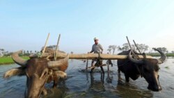 ပြည်ပ ဆန်တင်ပို့နိုင်မယ့် အလားအလာ မှေးမှိန် ပြည်ပ ဆန်တင်ပို့နိုင်မယ့် အလားအလာ မှေးမှိန်