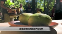 美国万花筒:甜蜜温馨的美国土产泡泡果 美国万花筒:甜蜜温馨的美国土产泡泡果