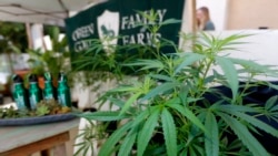 美司法部向大麻宣战,大麻州如何应对? 美司法部向大麻宣战,大麻州如何应对?