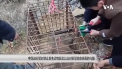 中国政府暂时禁止野生动物贩卖以应对新型致命病毒的传播 中国政府暂时禁止野生动物贩卖以应对新型致命病毒的传播