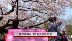 世界游客赴日本感受樱花美景 世界游客赴日本感受樱花美景